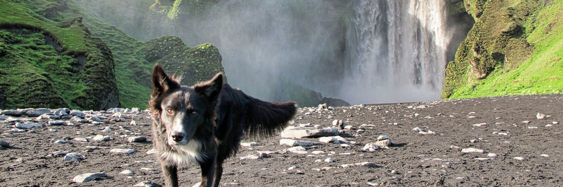 Ferienhausurlaub mit Hund auf Island 