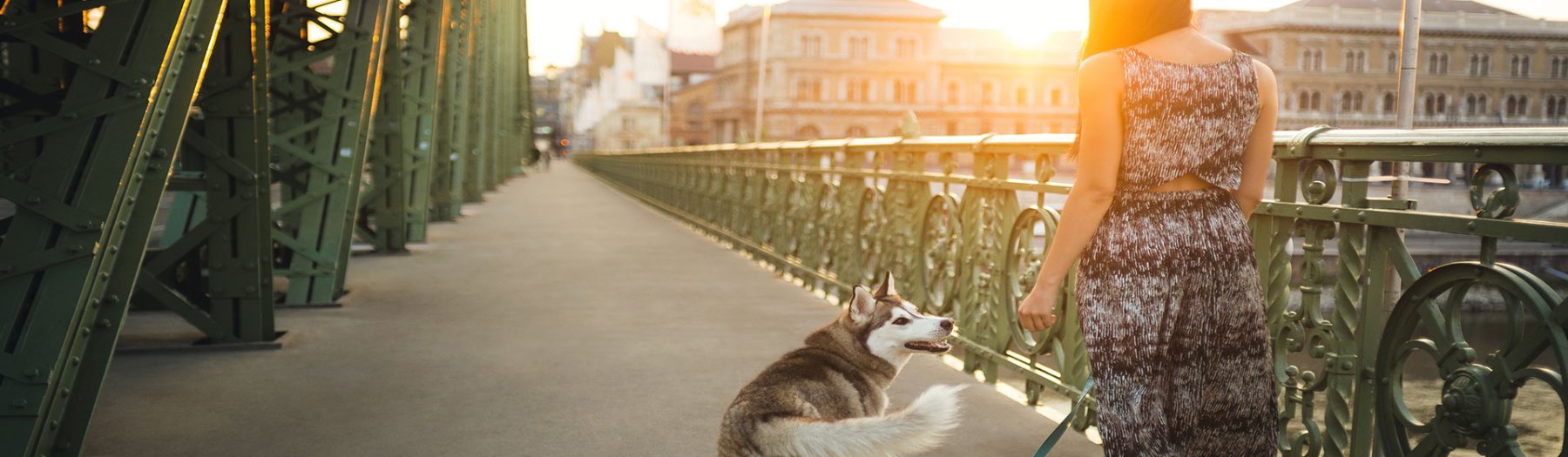 Ferienhausurlaub mit Hund in Ungarn 