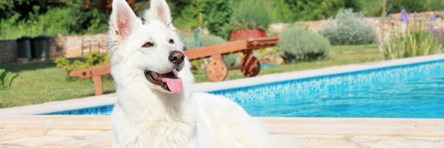 Ferienhaus Urlaub mit Hund in Kroatien
