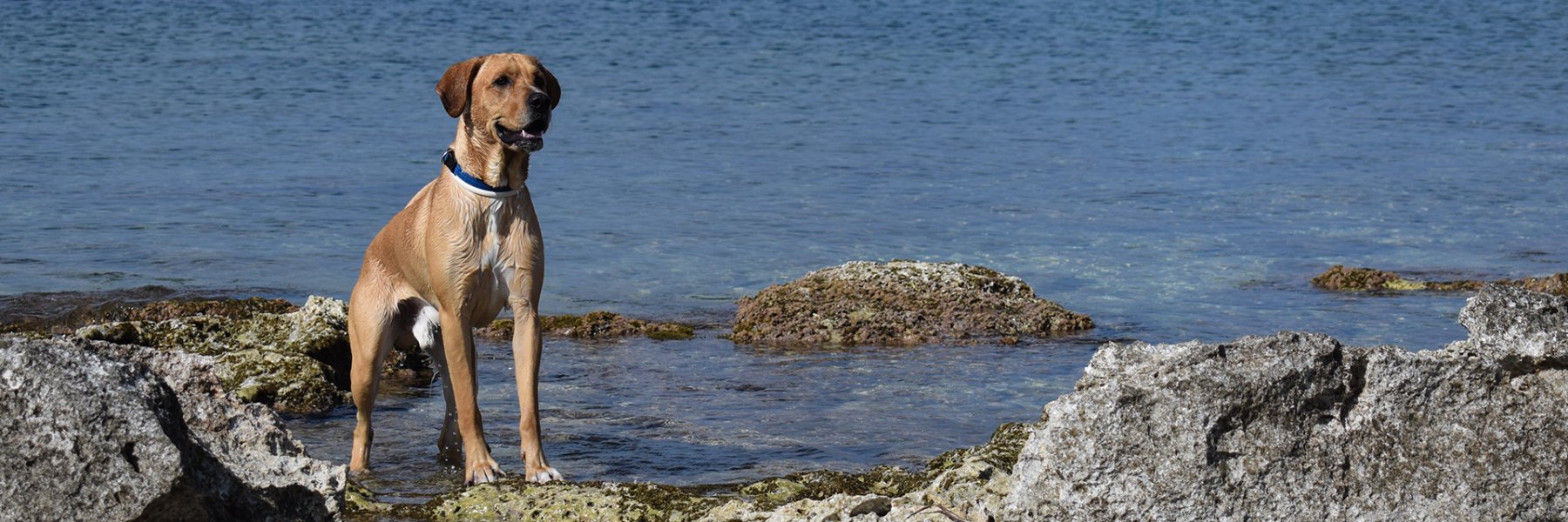 Ferienhausurlaub mit Hund auf Malta 