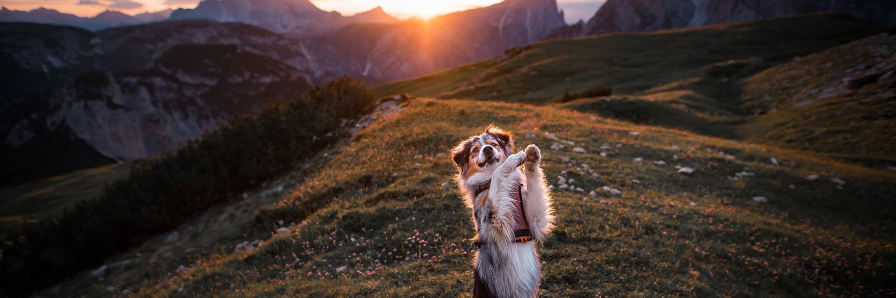 Ferienhausurlaub mit Hund in Österreich 