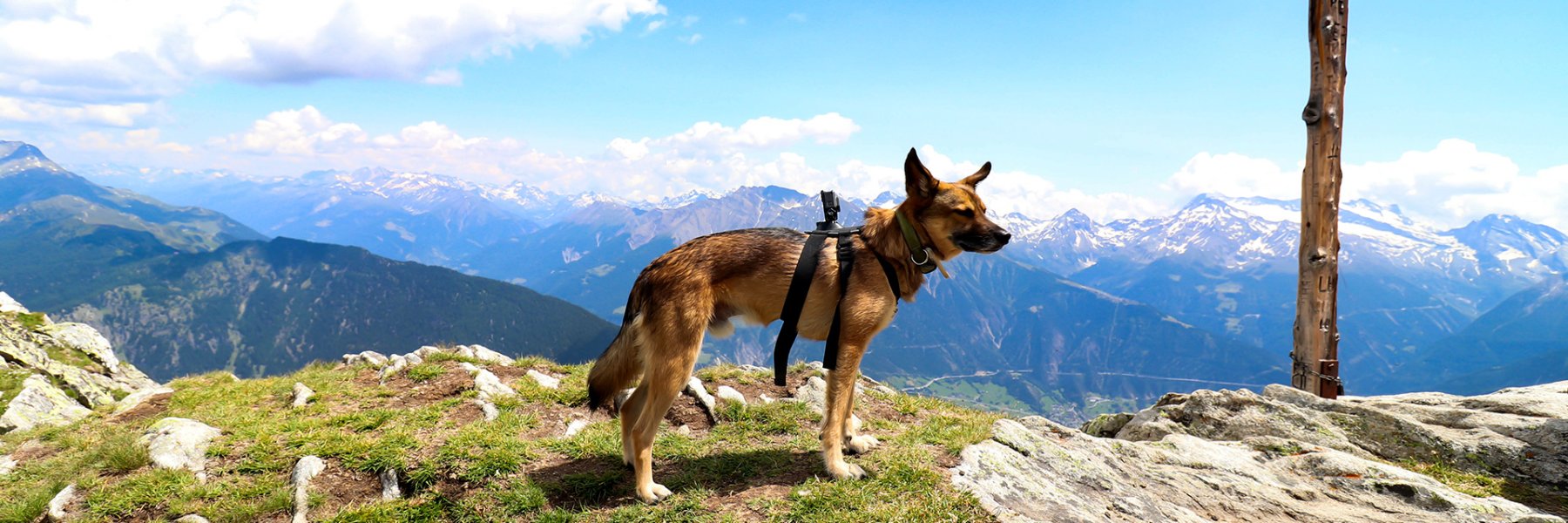 Ferienhausurlaub mit Hund in der Schweiz 