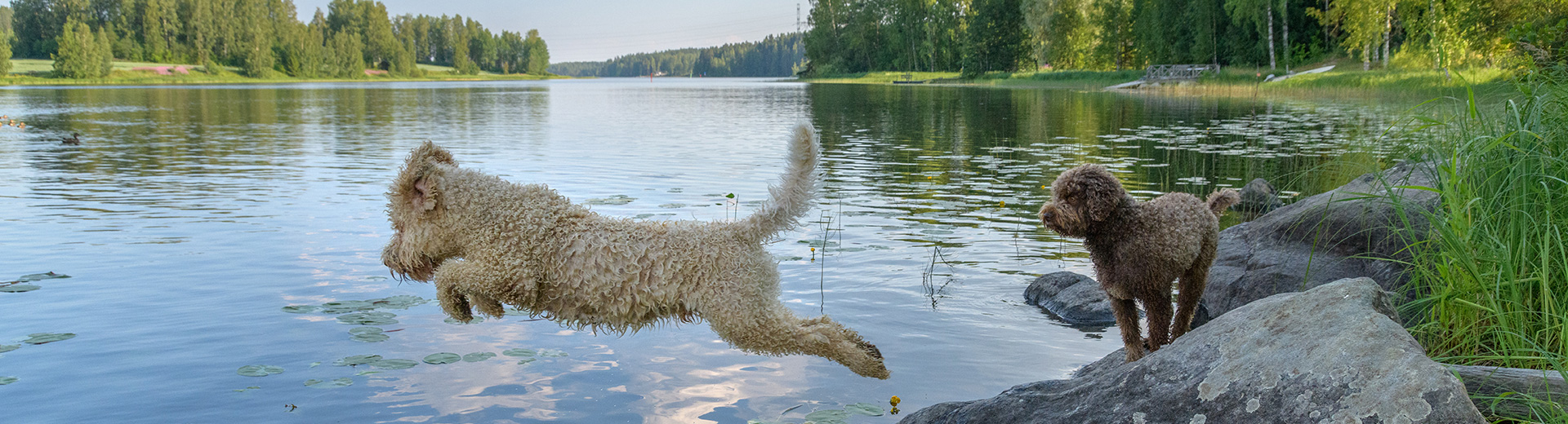 Finnland Hunde