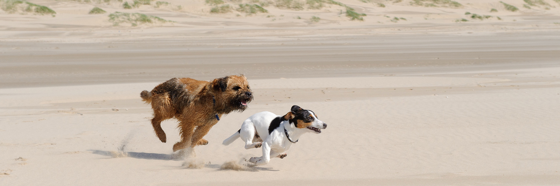 Holland Hunde