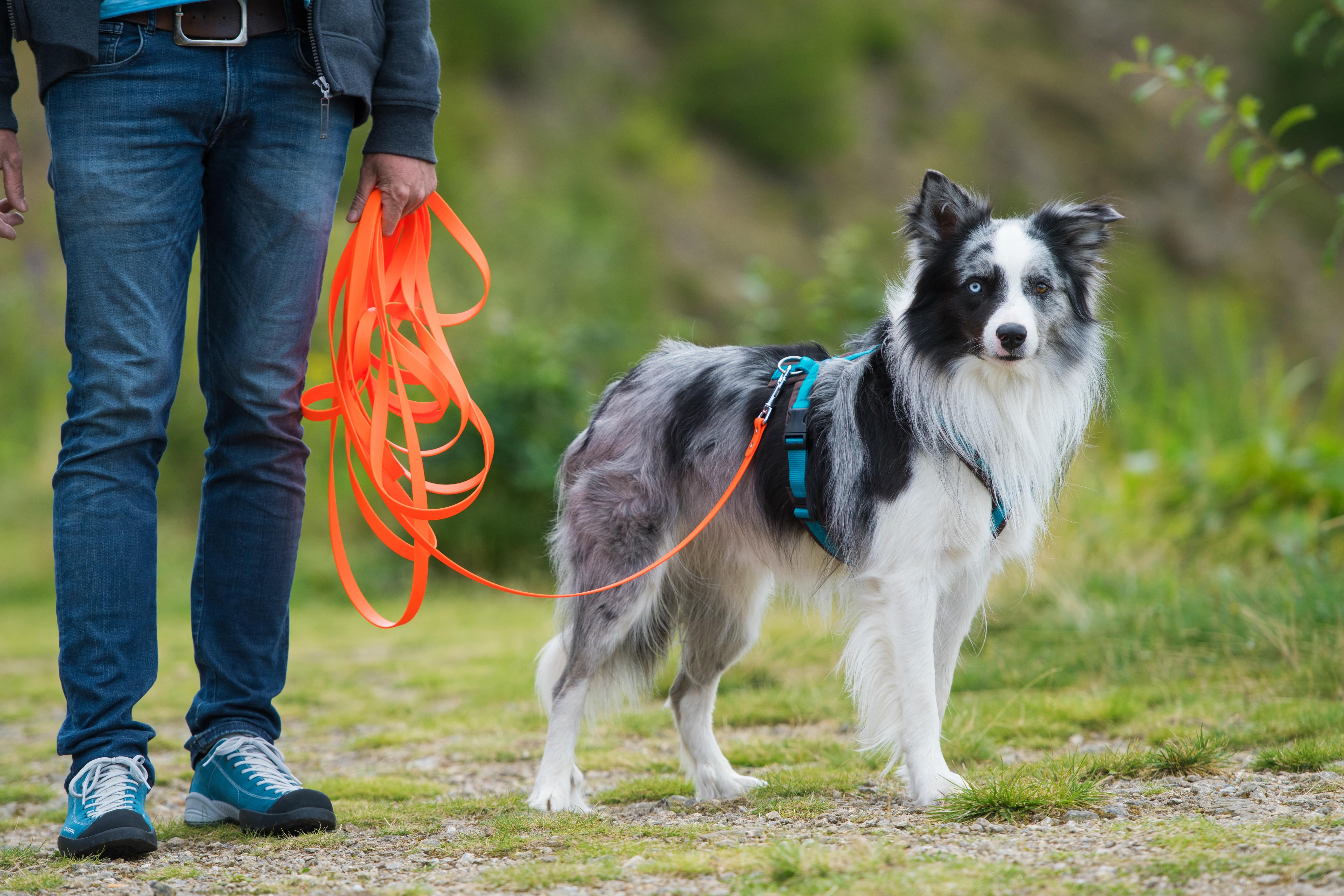 Gilt in Dänemark eine Leinenpflicht für Hunde?