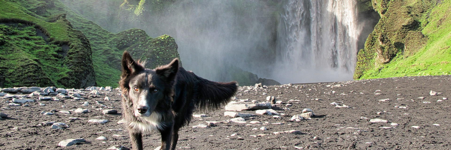 Ferienhausurlaub mit Hund auf Island