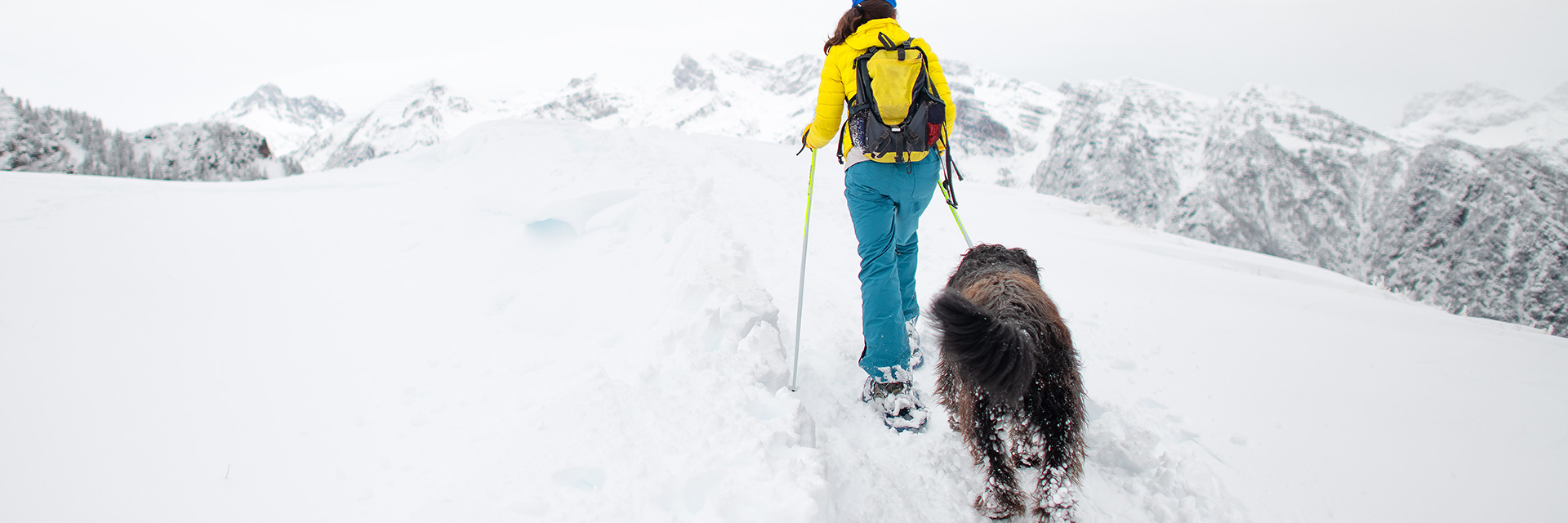 Norwegen Hund