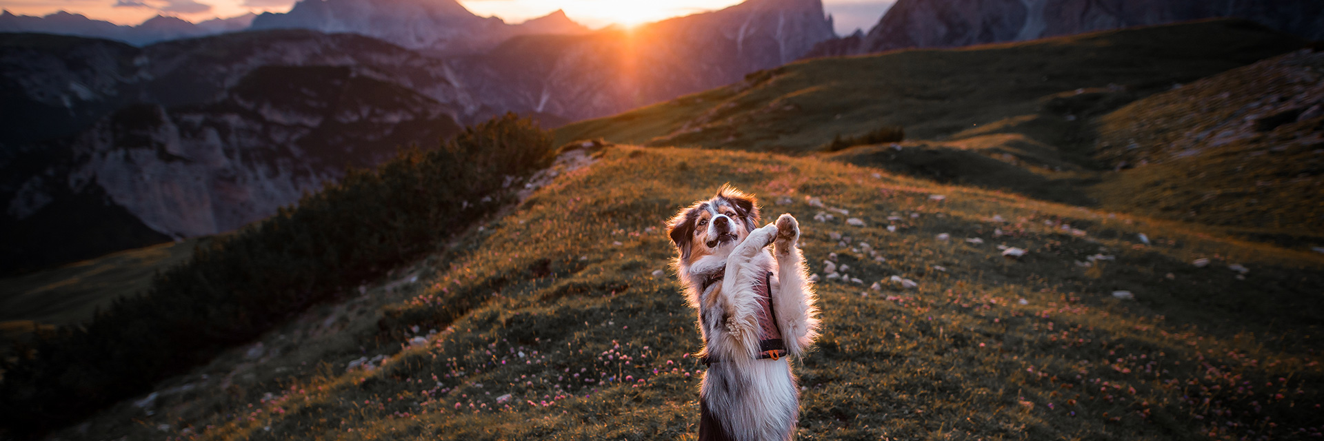 Österreich Hund