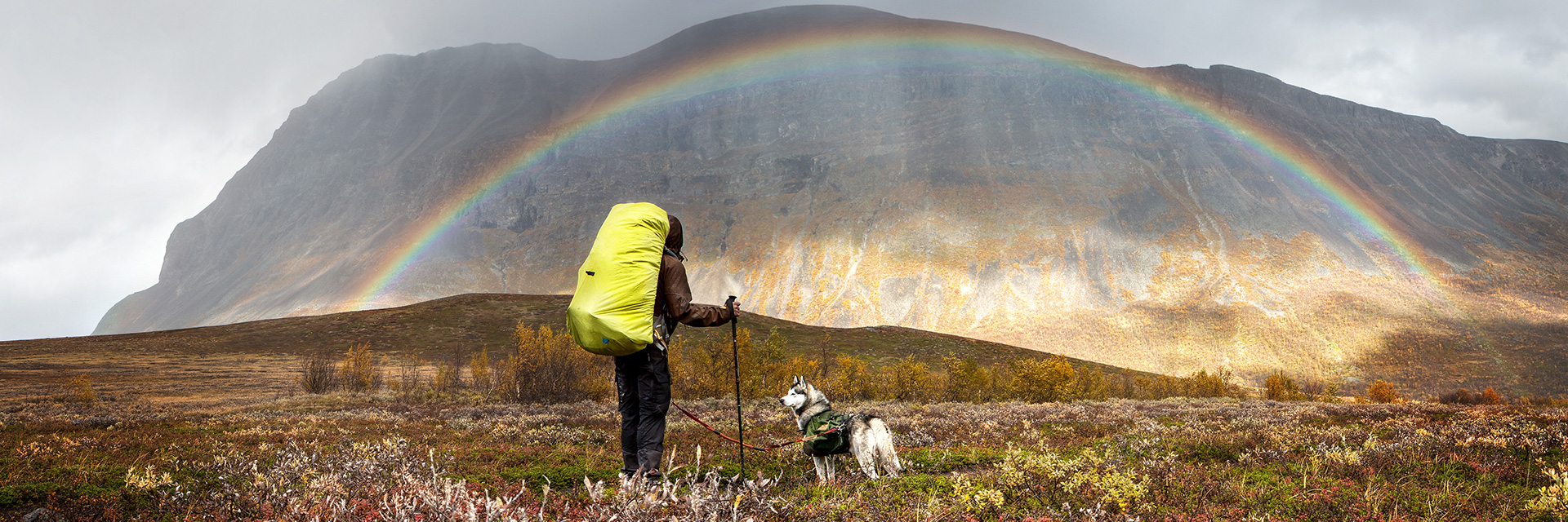 Schweden Hund