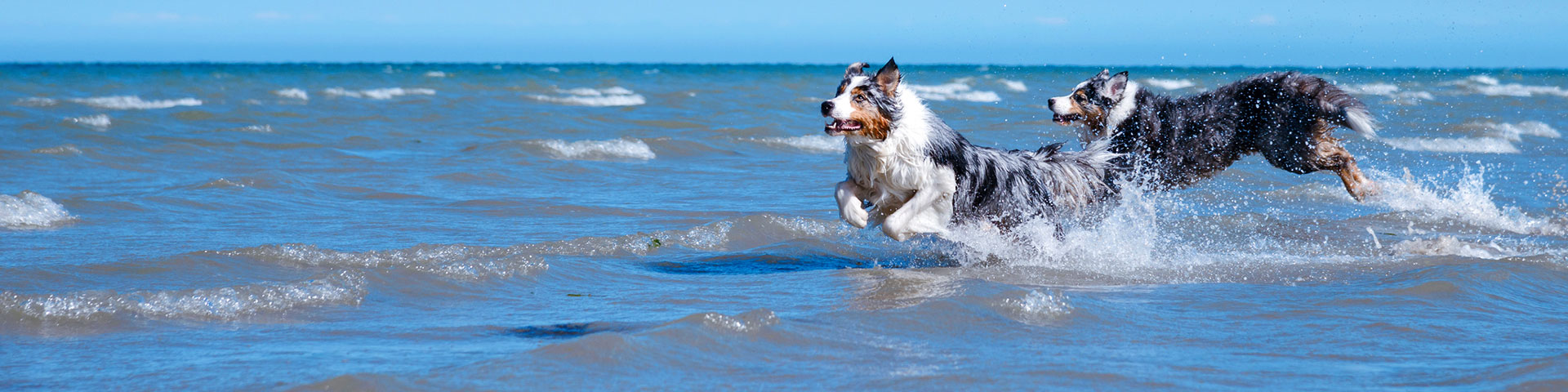 Hunde am Strand von Dänemark